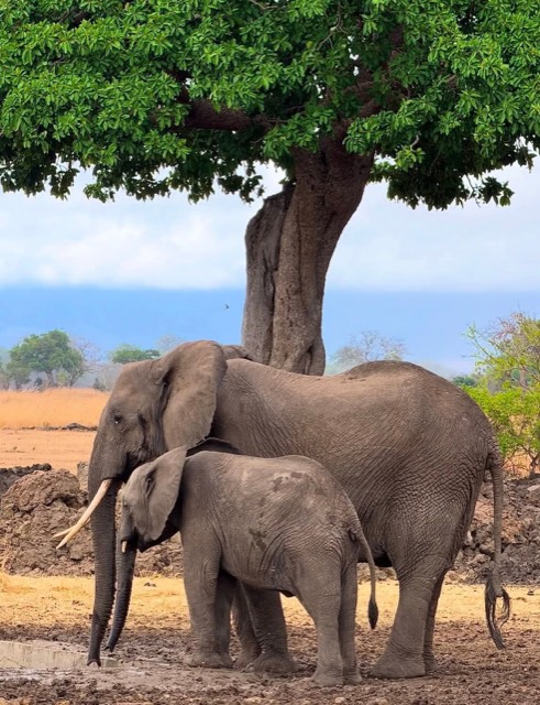 Elephants seen on a safari excursion